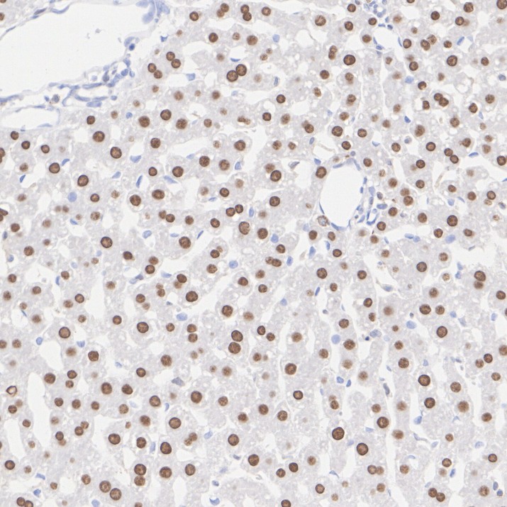 HA724081_5.jpg