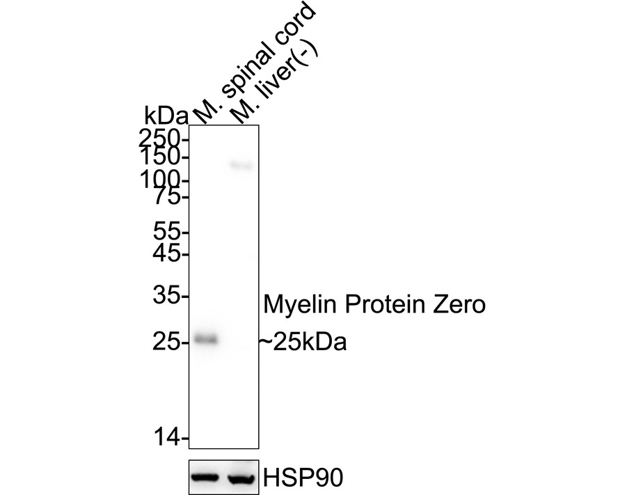 HA724093_2.jpg