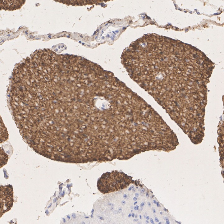 HA724093_4.jpg