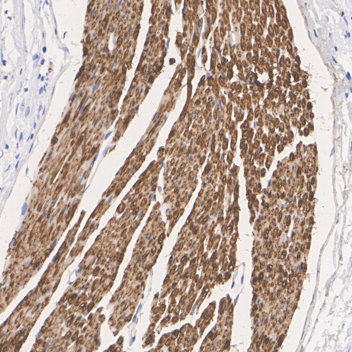 HA724093_5.jpg