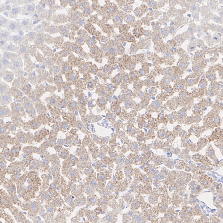 HA724095_6.jpg