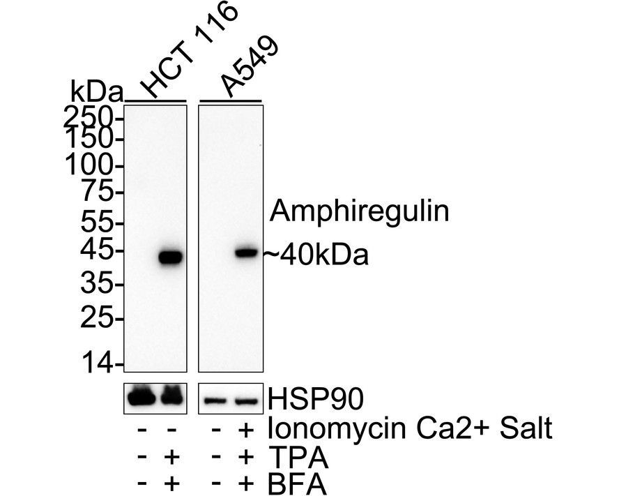 HA724096_1.jpg