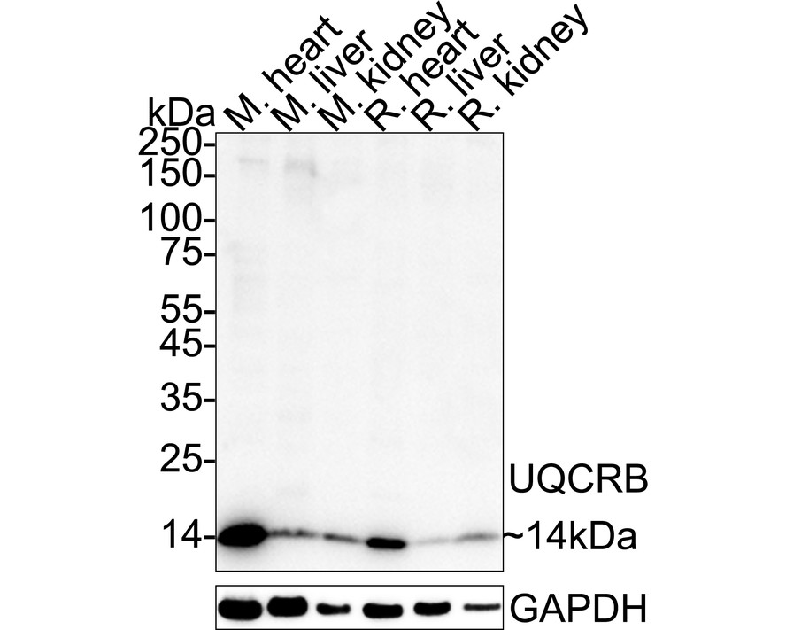 HA724098_2.jpg