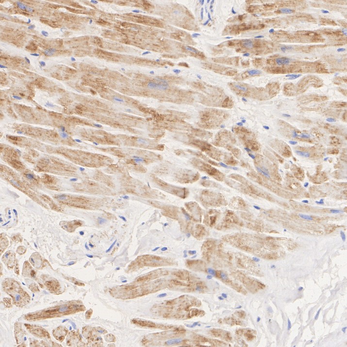 HA724098_4.jpg