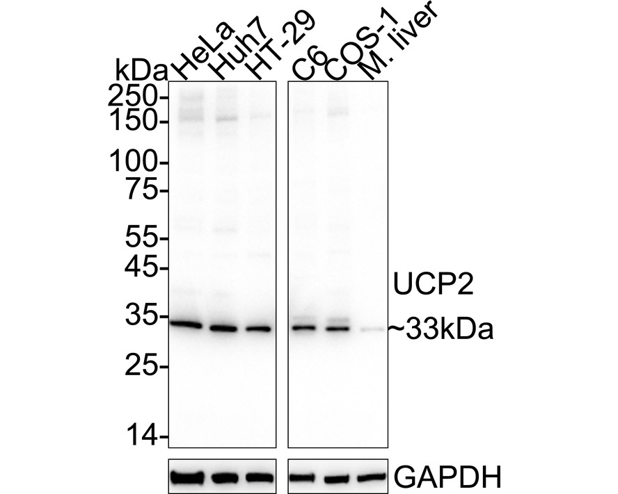 HA724099_1.jpg