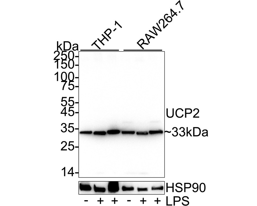 HA724099_2.jpg