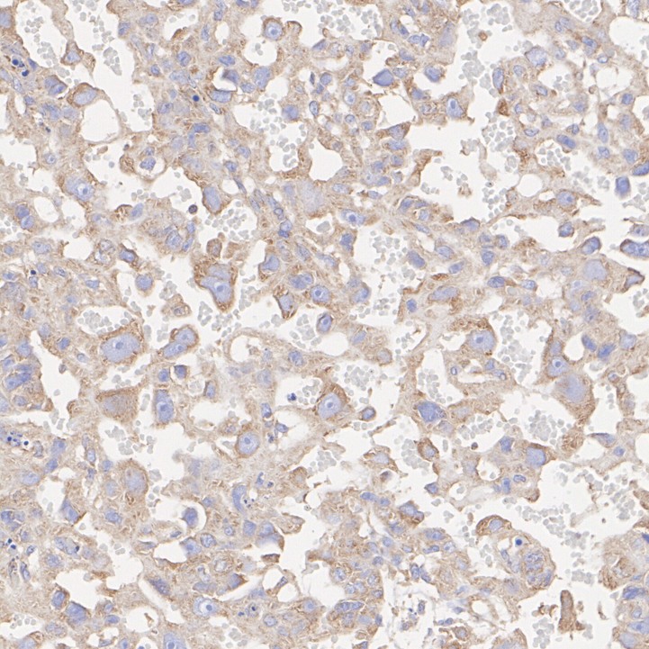 HA724101_12.jpg