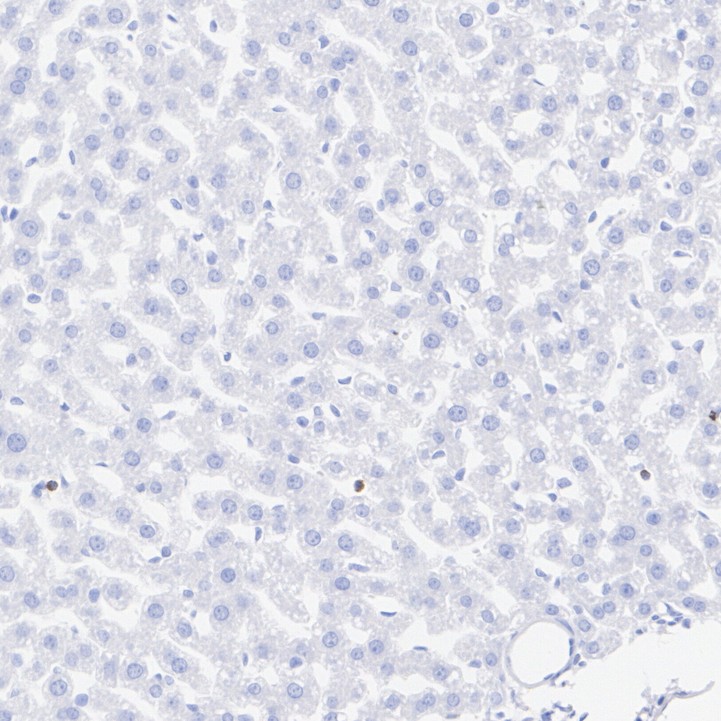 HA724104_7.jpg