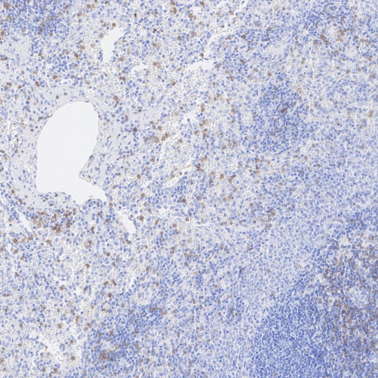 HA724105_5.jpg