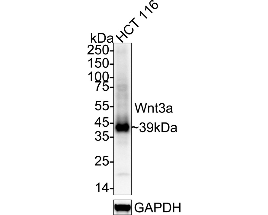 HA724116_1.jpg