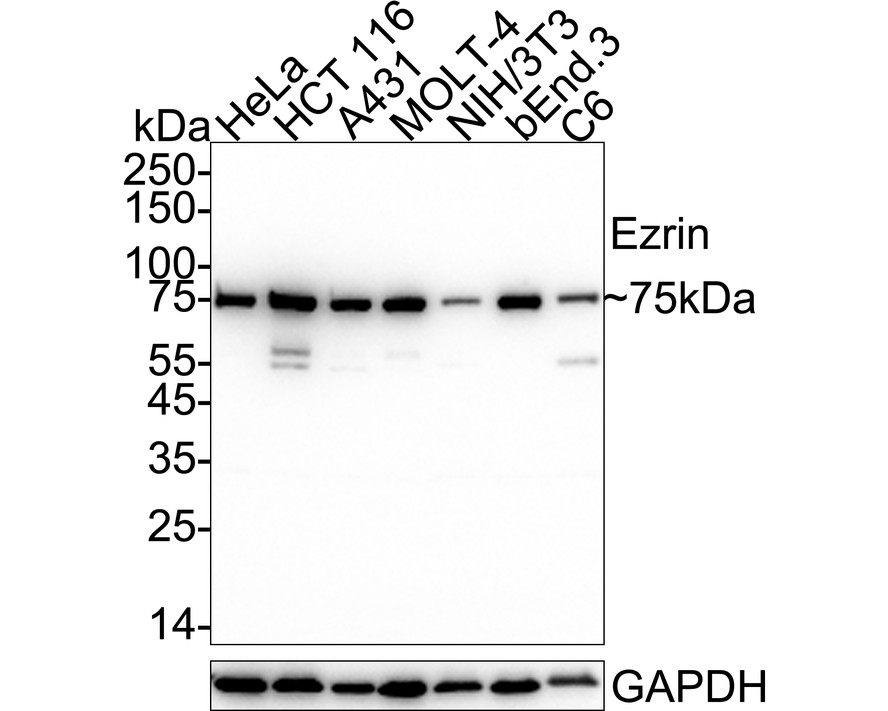 HA724117_1.jpg