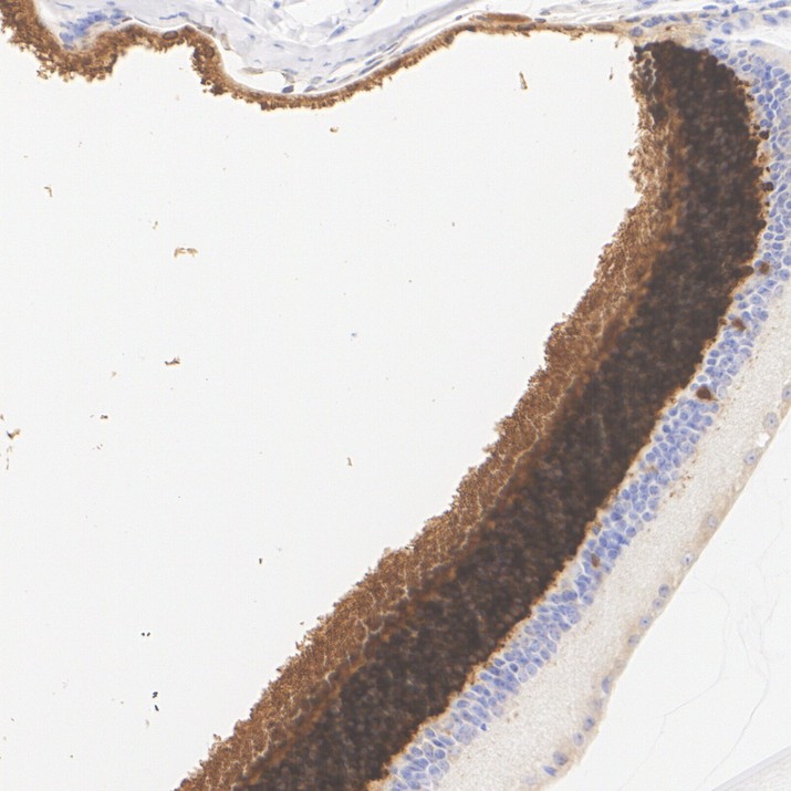 HA724119_3.jpg