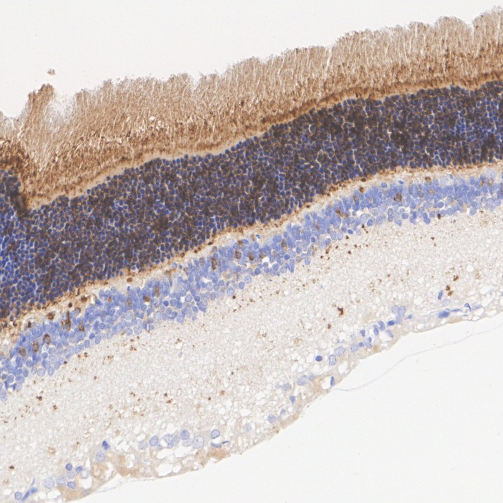 HA724119_5.jpg