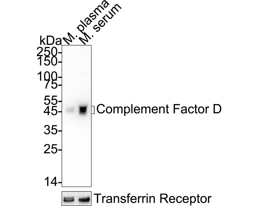 HA724123_1.jpg