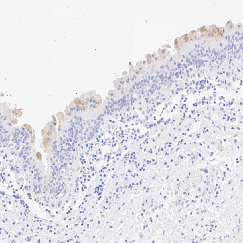HA724145_2.jpg