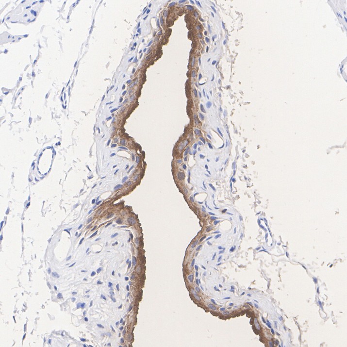 HA724145_5.jpg