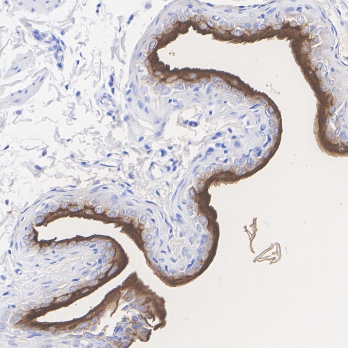 HA724145_6.jpg
