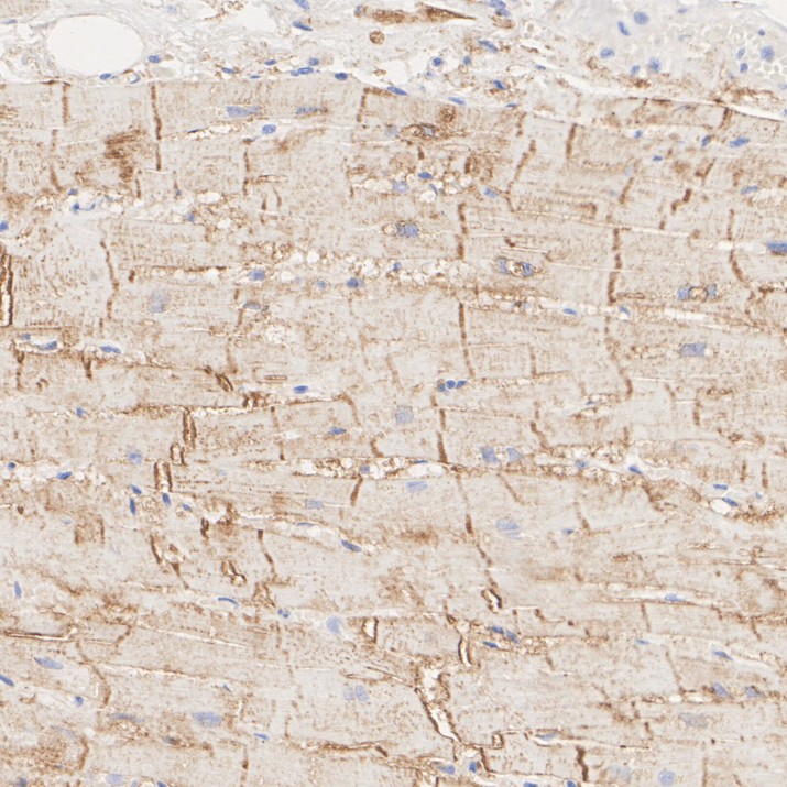 HA724148_5.jpg