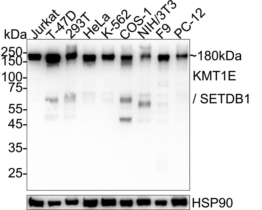 HA724150_1.jpg
