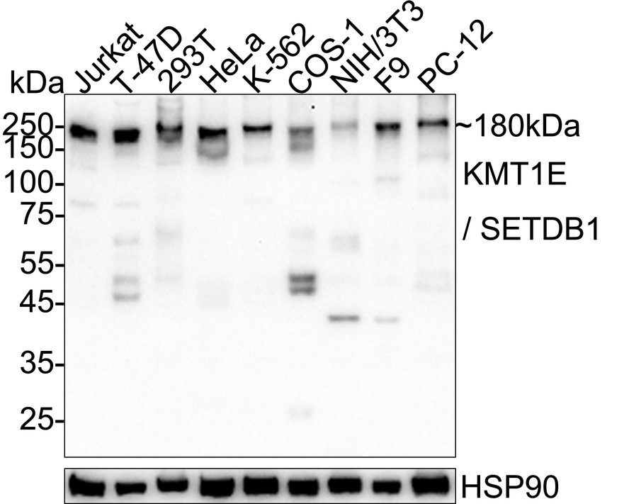 HA724151_1.jpg