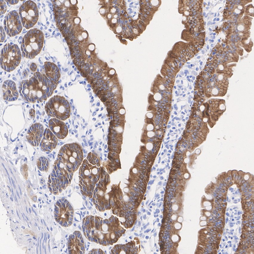 HA724152_7.jpg