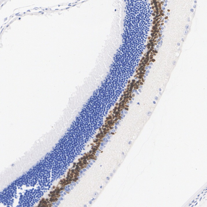 HA724153_3.jpg