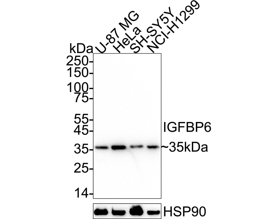 HA724155_1.jpg