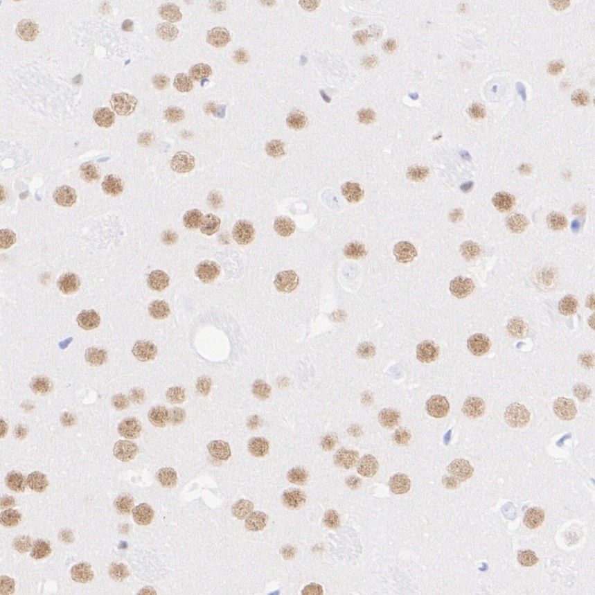HA724156_5.jpg