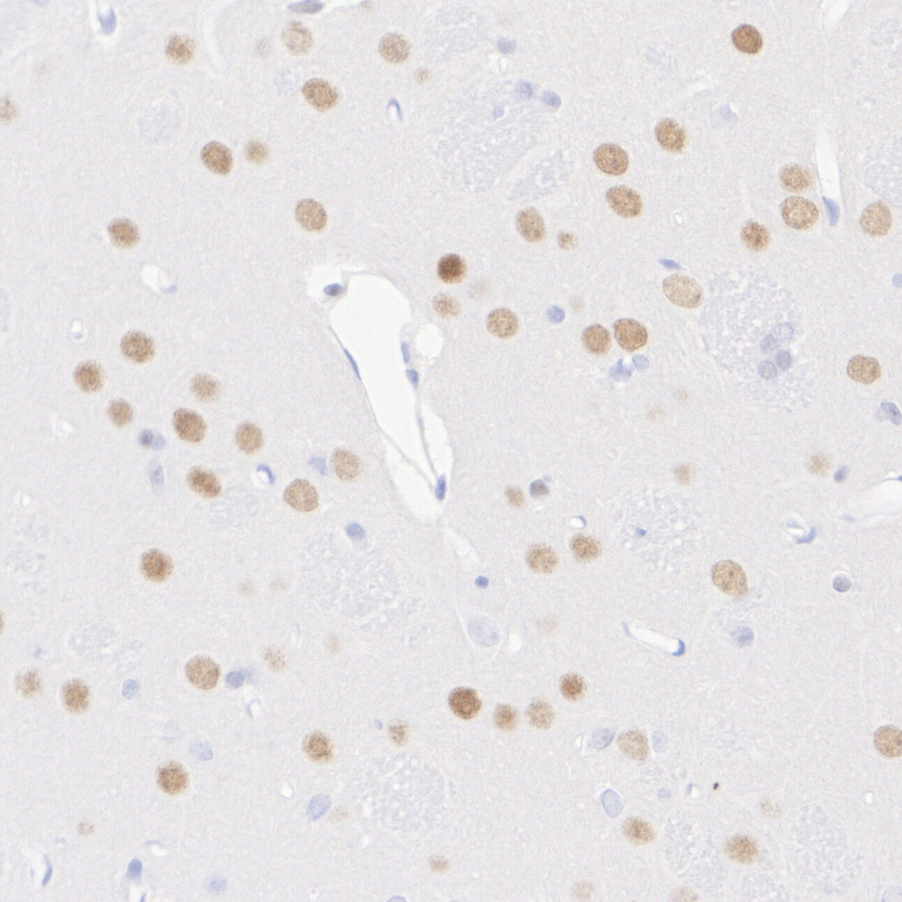 HA724156_8.jpg