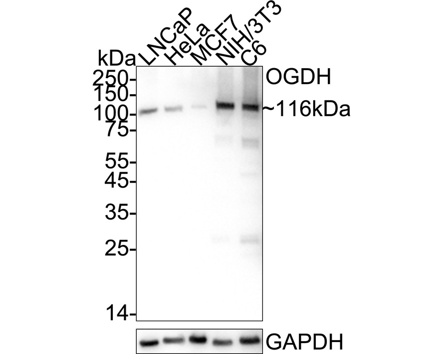 HA724163_1.jpg