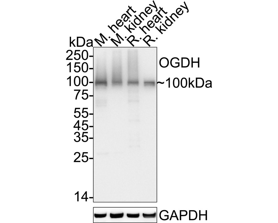 HA724163_3.jpg