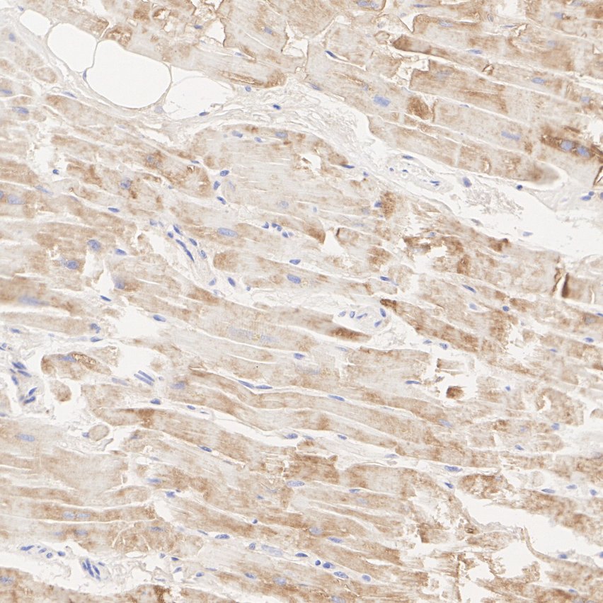 HA724163_5.jpg