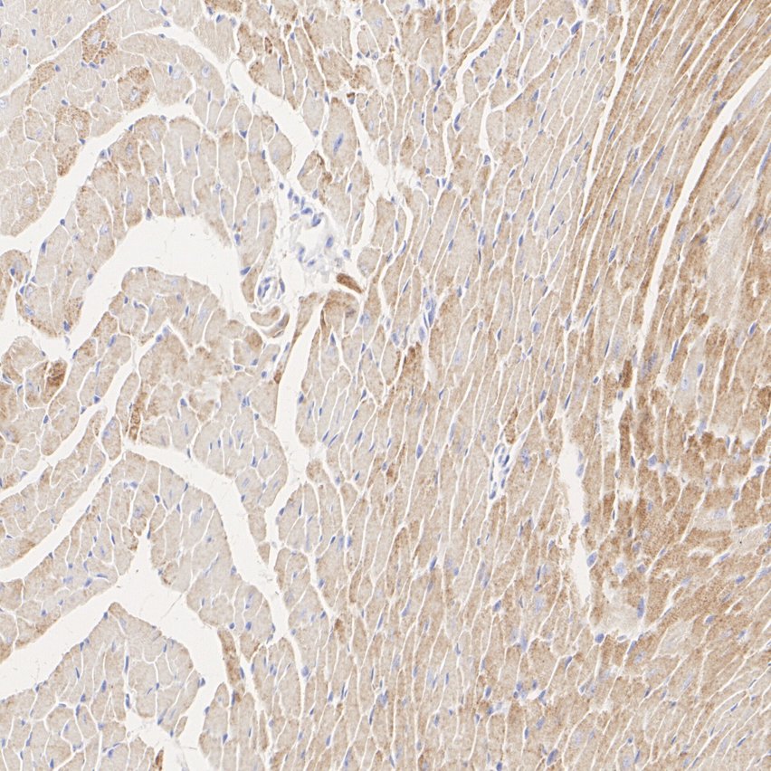 HA724163_7.jpg