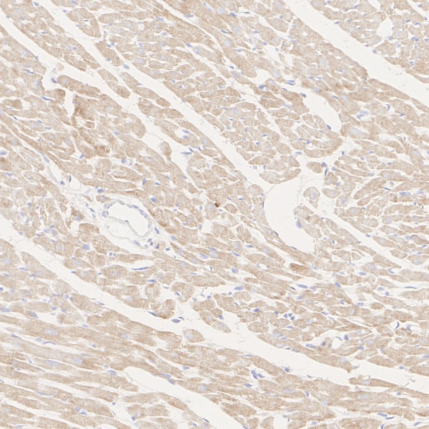 HA724163_9.jpg