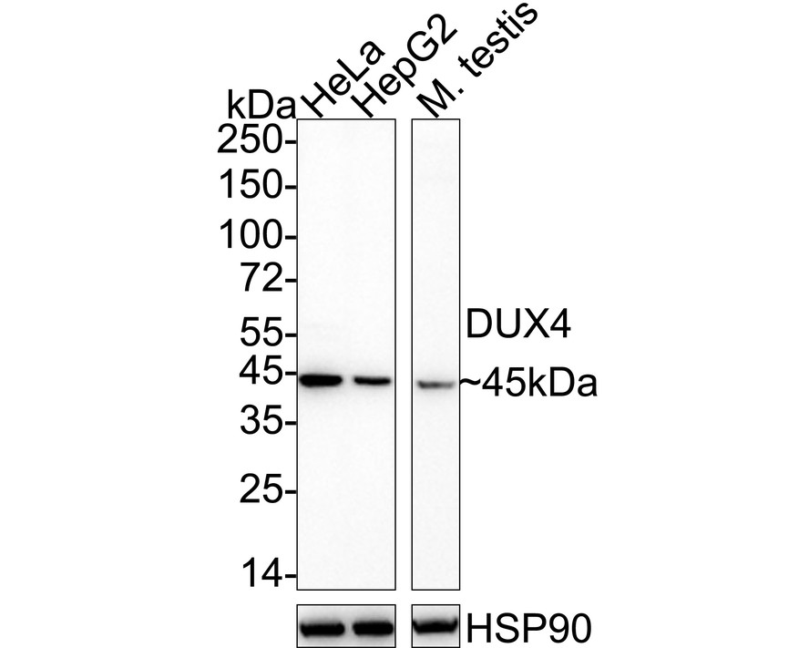 HA724165_1.jpg