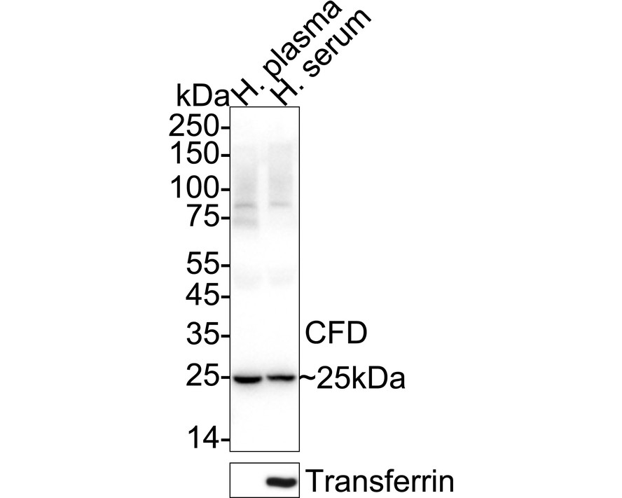 HA724173_1.jpg
