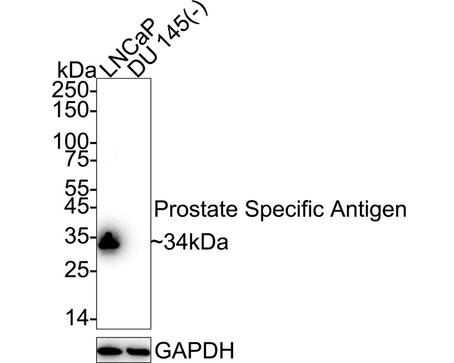 HA724175_1.jpg