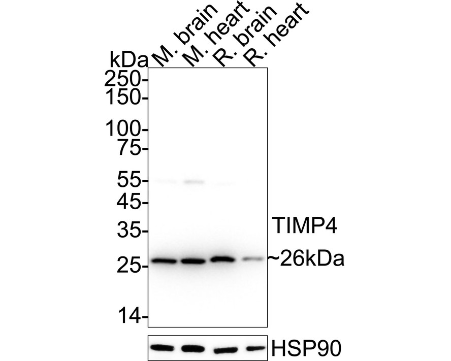 HA724186_2.jpg