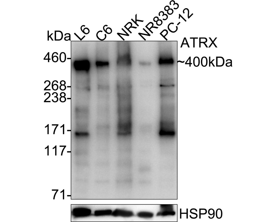 HA724190_2.jpg