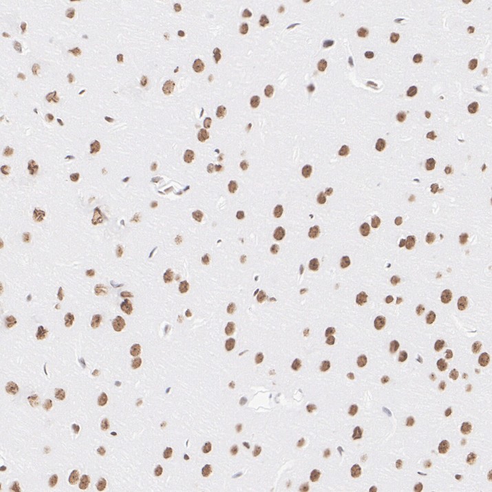 HA724190_9.jpg