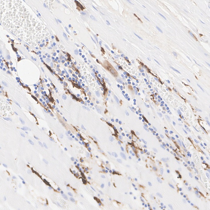 HA724201_2.jpg