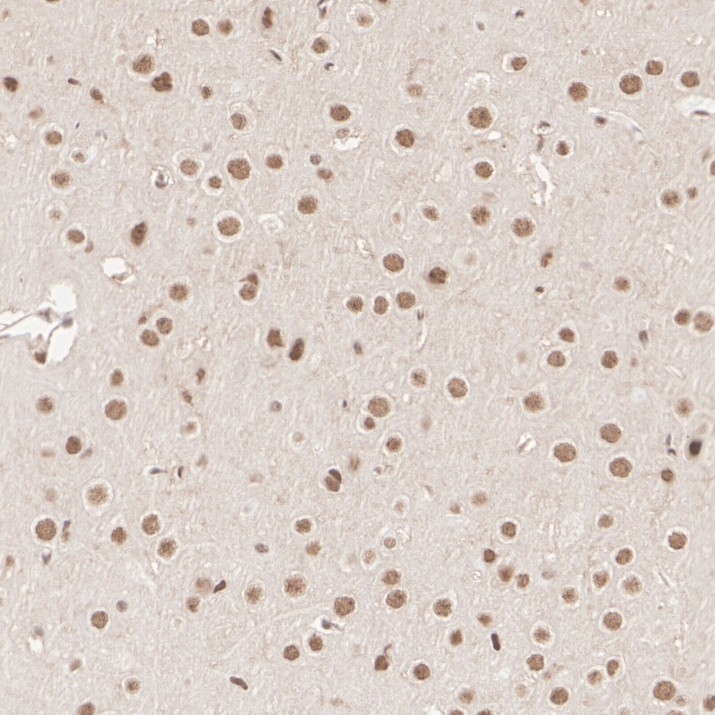 HA724208_6.jpg