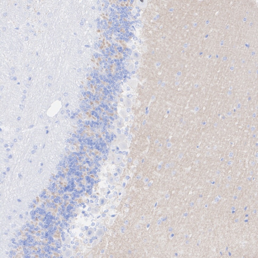 HA724215_4.jpg