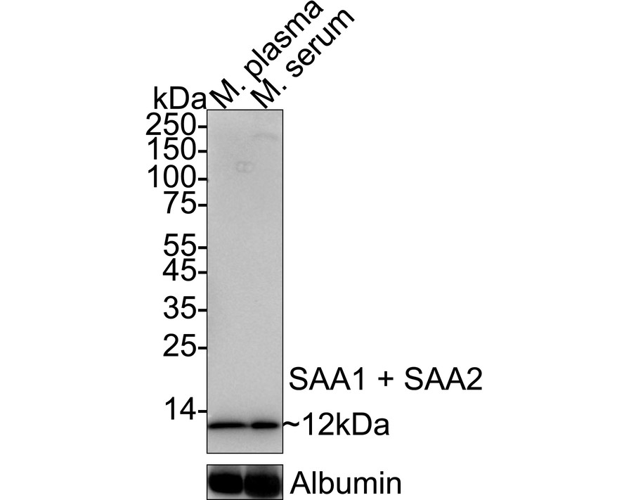 HA724217_1.jpg