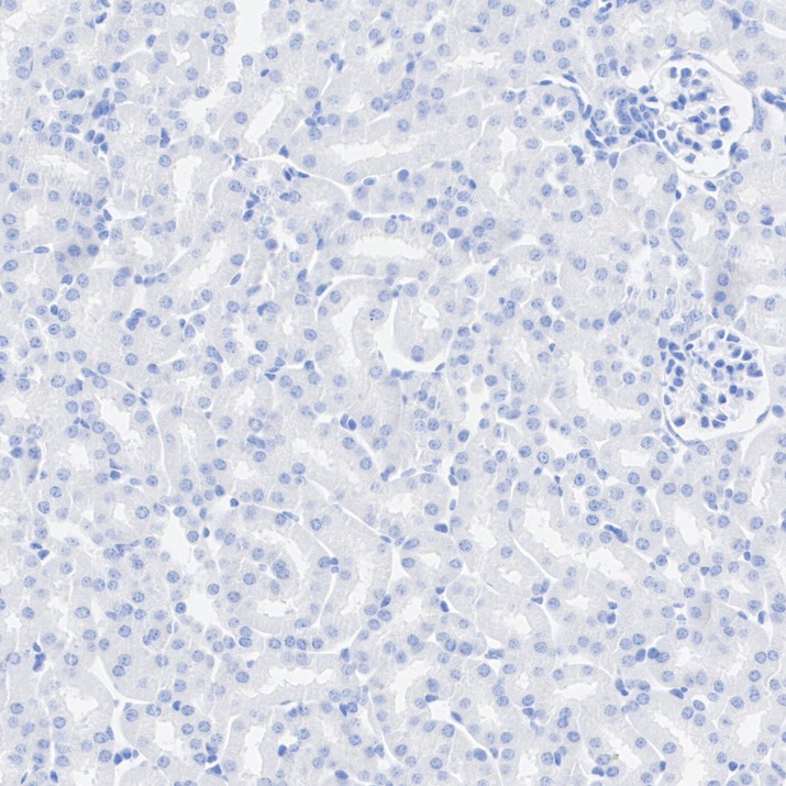 HA724224_3.jpg