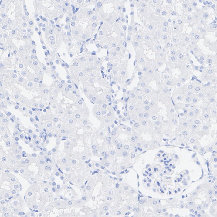 HA724224_5.jpg