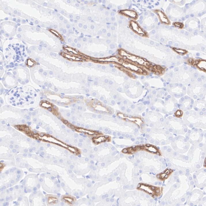 HA724245_3.jpg