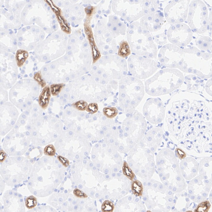 HA724245_4.jpg