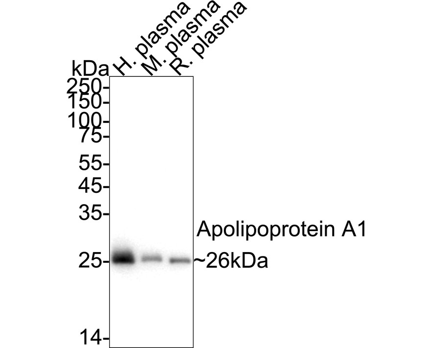 HA724246_1.jpg