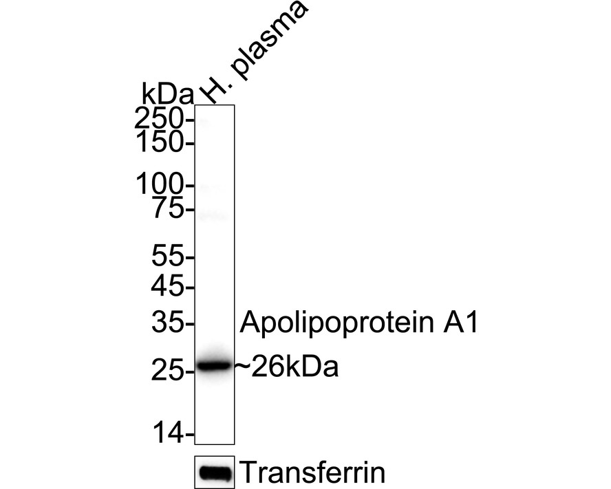 HA724247_2.jpg